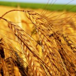 Экспорт российской пшеницы сокращён вдвое за два месяца